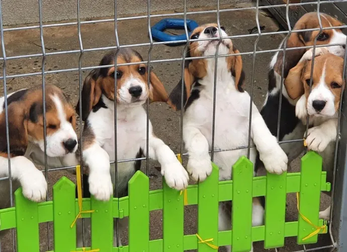 Filhotes De Beagle - Leve Para Casa Uma Explosão De Alegria E Companheirismo