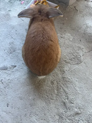 Um coelho bem bonito e fofinho animal ideal pra ter no seu quintal