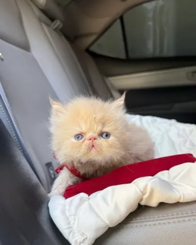Gato persa disponível macho em 10x