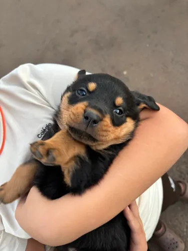 rottweiler