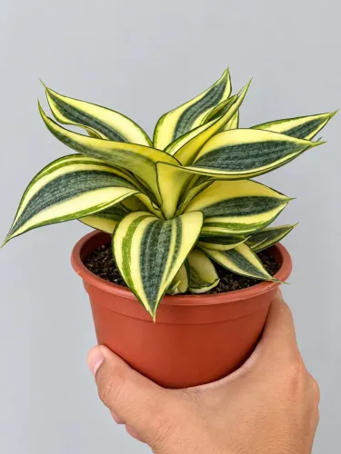 Mini espada de são jorge