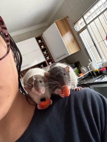 Ratas twister Dumbo 