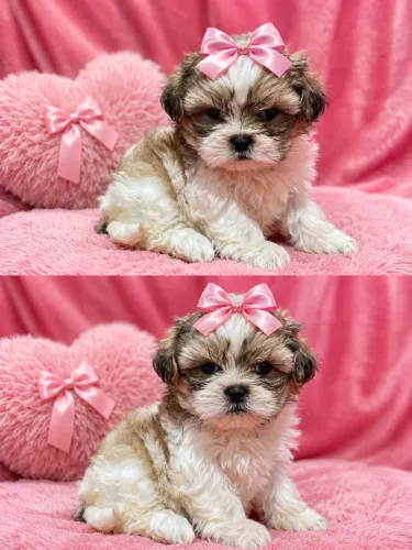 Shih tzu fêmea