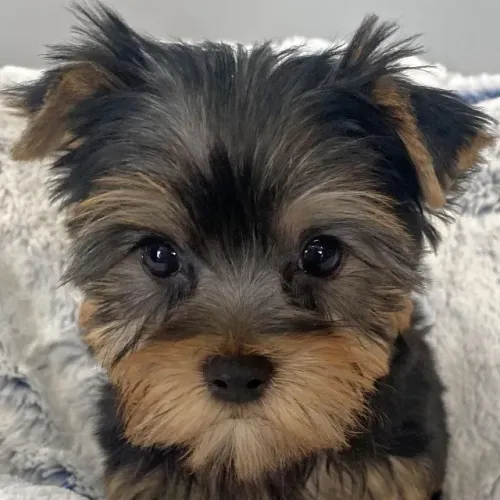 Yorkshire Terrier: Verdadeira bolinha de carinho!