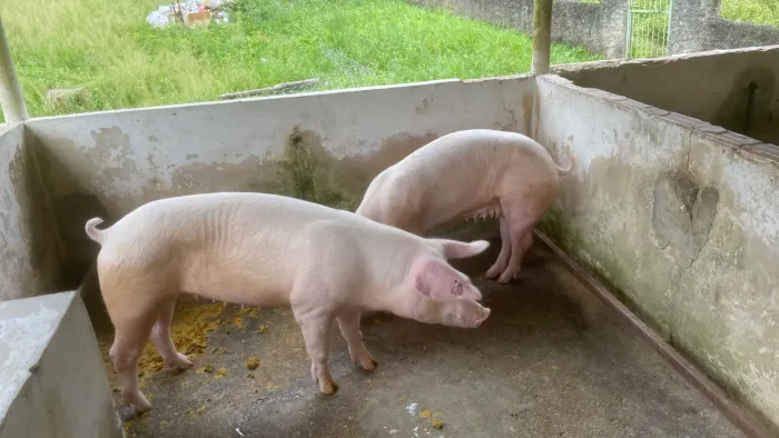 Duas porcas e um reprodutor 