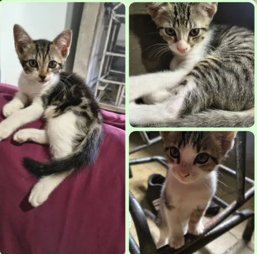 Gatos para Doação 