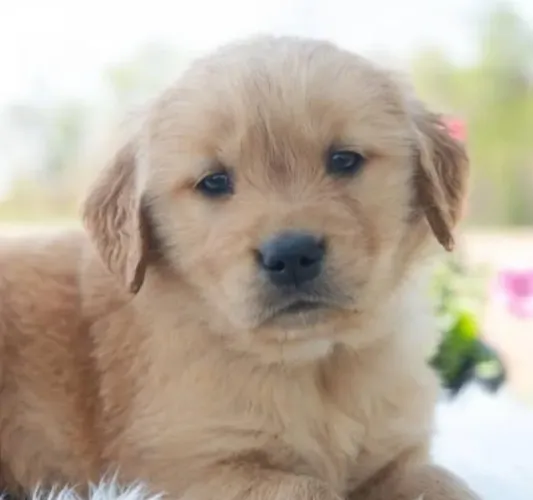 Golden Retriever Filhotes Apaixonantes.