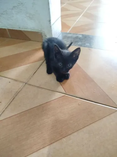 Adoção de gato 
