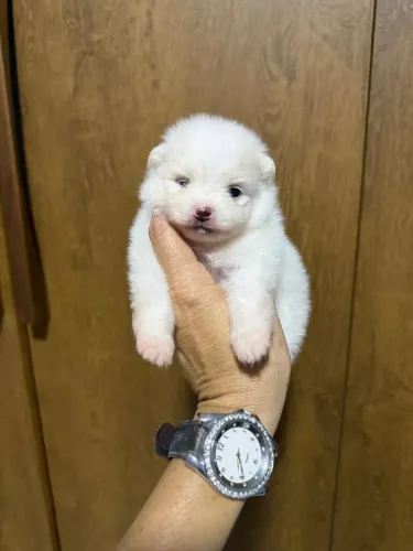 Vendo um macho