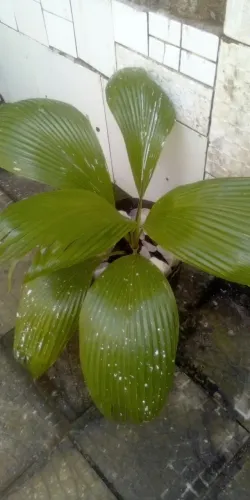 Palmeira Leque (entrega grátis)