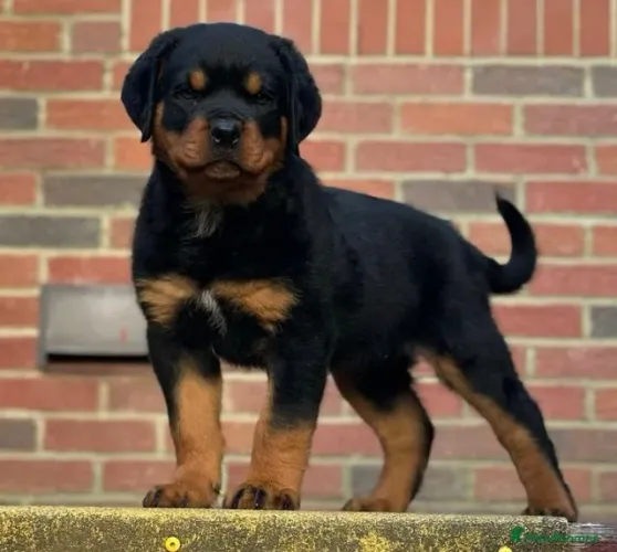 Cachorro filhote rottweiler com excelente estrutura e saúde