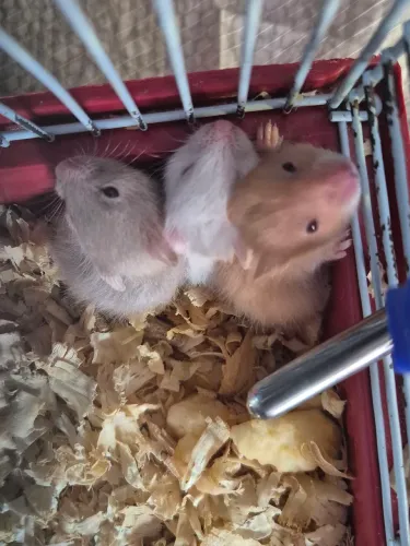 Vende-se hamster