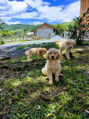 Golden Retriever documentação Pedigree