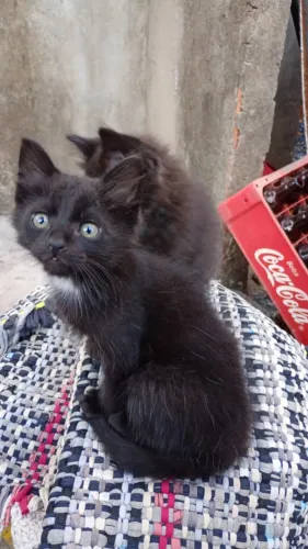 Gatos