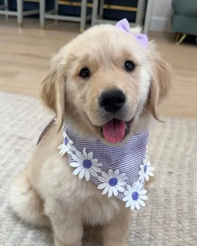 Baby golden retriever dócil e temperamento saudável selecionado