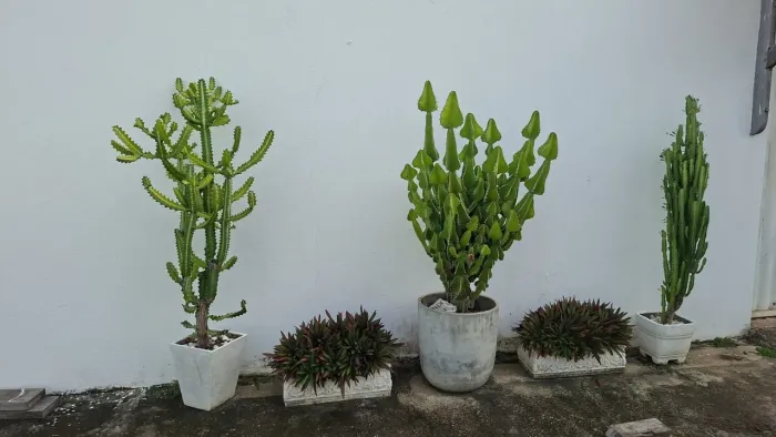 Cactos exclusivos, três espécies!