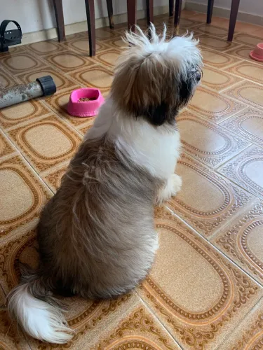 Vendo Shih Tzu 