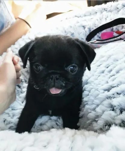 Pug Um filhotinho que encanta em qualquer idade