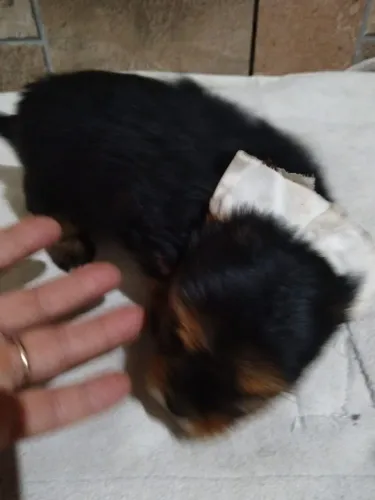 Disponível Yorkshire femea e machinho