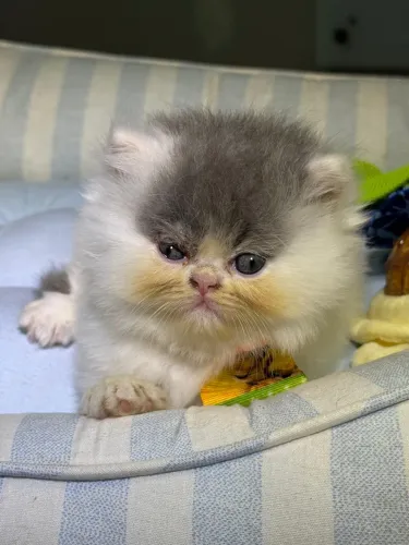Gato Persa filhote 