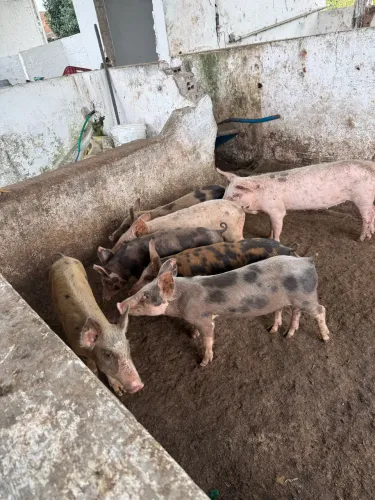 Porcos novos para vender nos preços