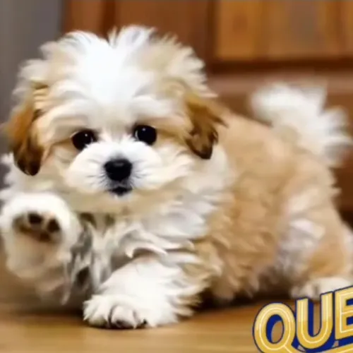 Shih-tzu Machos Promoção Dia Dos Namorados Aqui No Celebre 