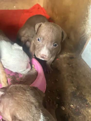 Pitbull