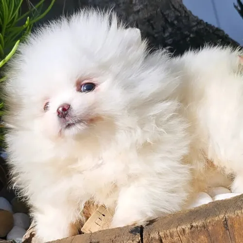 Lulu da Pomerânia macho branco neve. Baby Face 