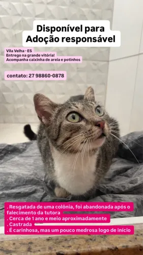 Gata castrada - adoção responsável