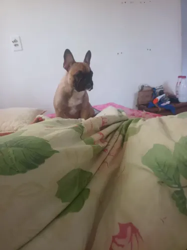 Buldogues Frances