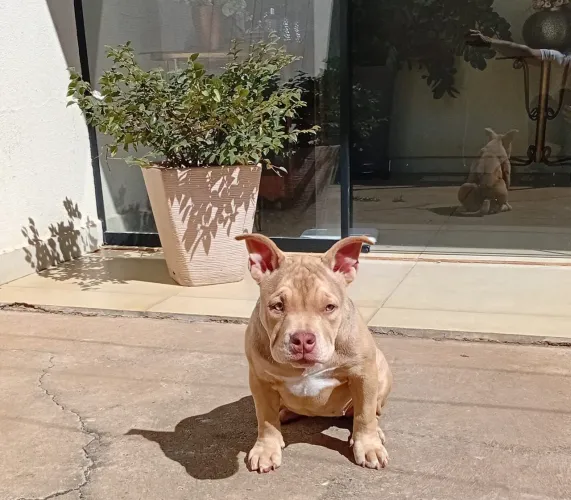 American Bully fêmea