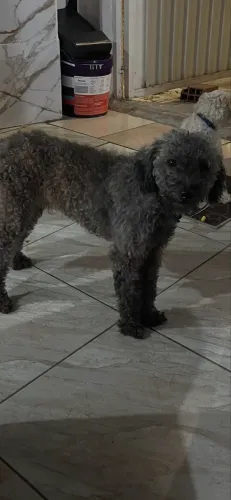 Cachorro