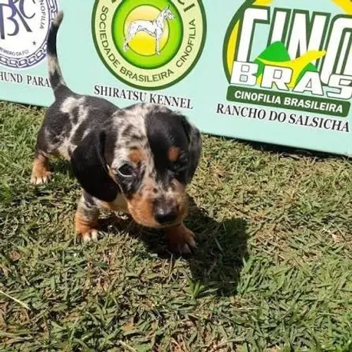 Salsicha: Uma Companhia para Brincadeiras e Momentos em Família