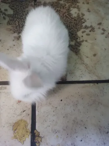 Coelhinhos