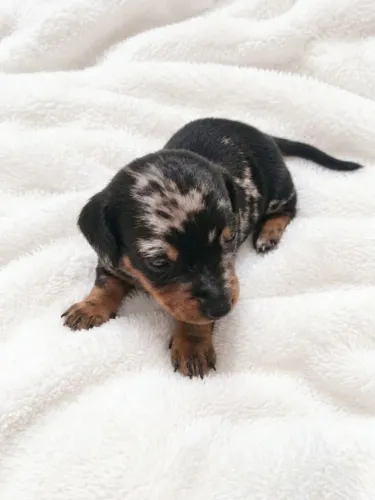 Dachshund mofadinho