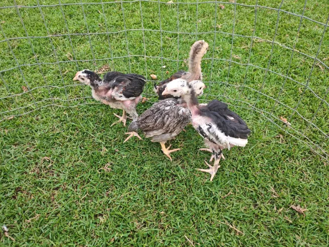 pintinhos gsb balão tradicional de baixa grande
