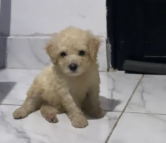Casal poodle 