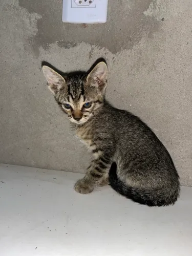 Doa-se filhotes de gato