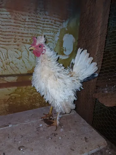 Galizé frizado