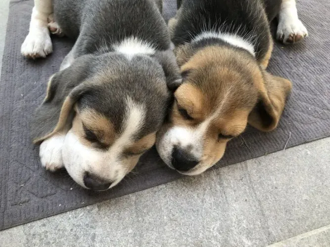 Beagle Seu parceiro ideal está esperando por você