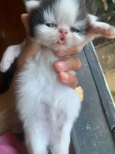 Gato Persa