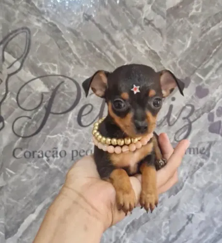  Pinscher Filhote - Muito Fofo e Esperto