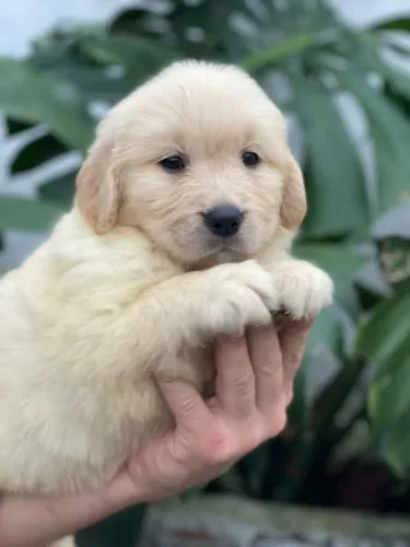 Filhote Golden Retriever com Pedigree