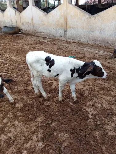 Bezerro Holandês de inseminação!