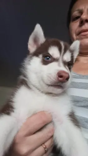 Filhote husky siberiano, Seus dias ficarão mais divertidos com um novo cãopanheiro!