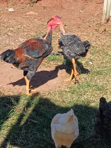 Frangos