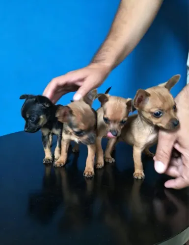 Pinscher 