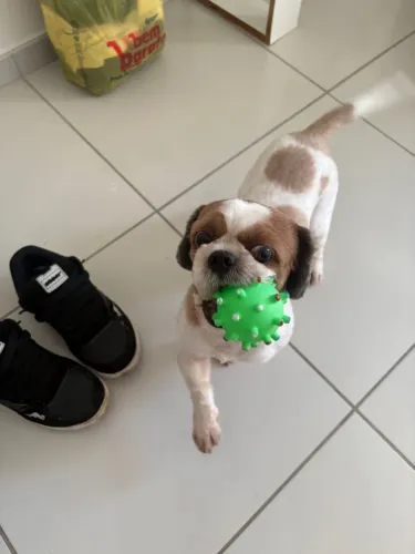 shih tzu ( PRA VENDER RÁPIDO! )