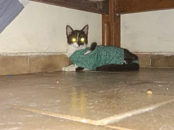 gatinha castrada adoção responsável