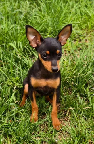 Filhotes De Pinscher - A Felicidade Começa Com Quatro Patas E Muito Amor